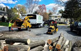 How Our Tree Care Process Works  in  Belmont Estates, VA