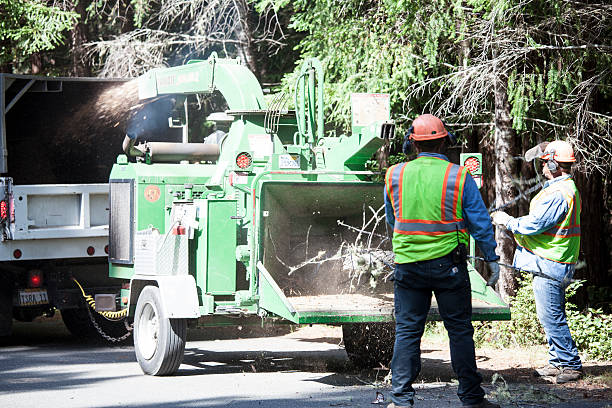 Professional Tree Care in Belmont Estates, VA